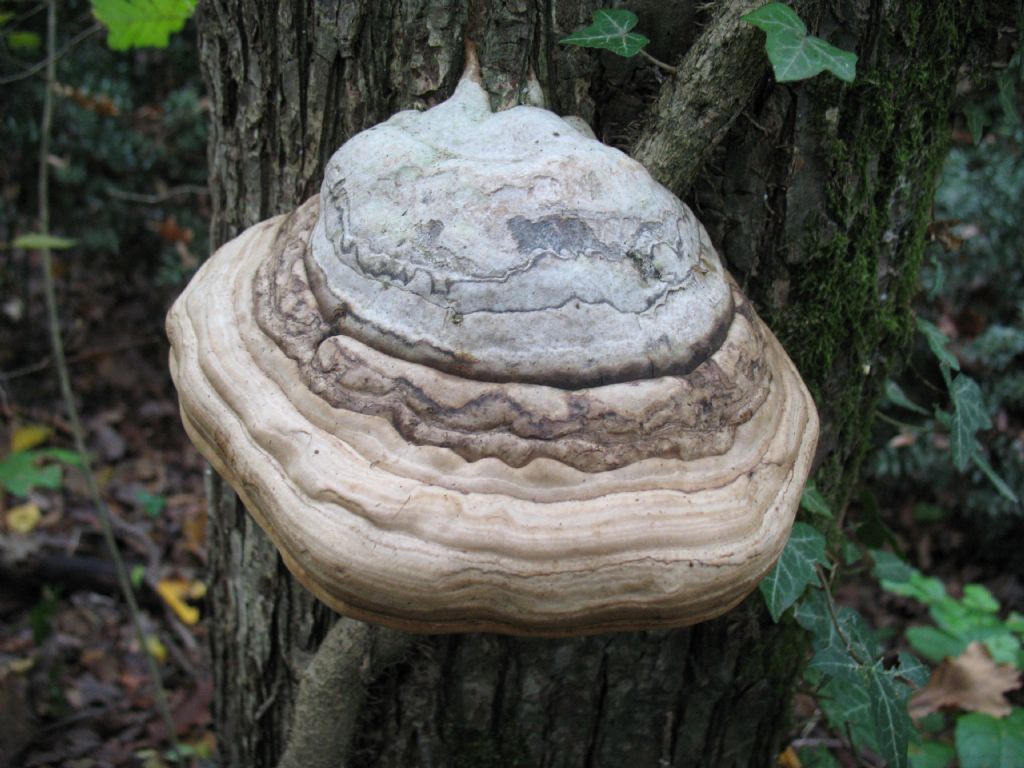 Ganoderma da determinare ( Fomesfomentarius)